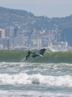 Ensis Watersports Topspin ACE Wing